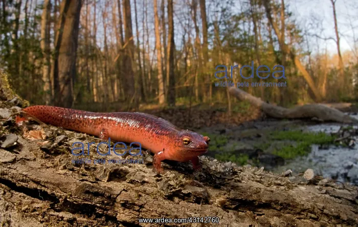 : Red Salamander : Red Salamander
