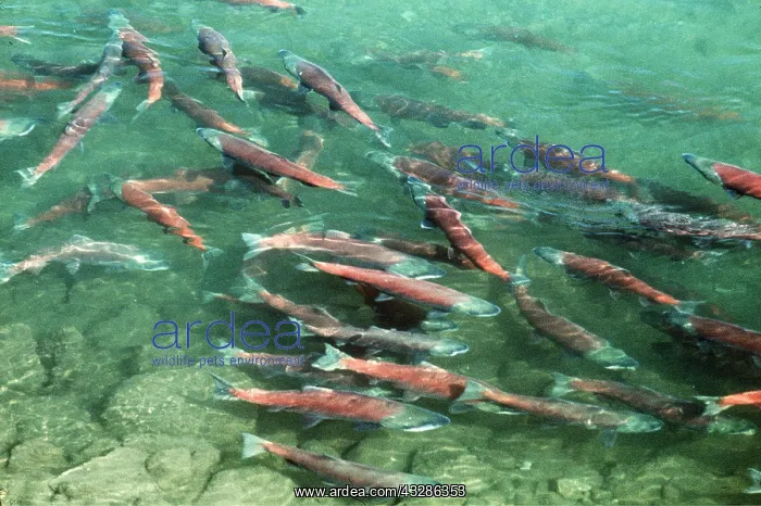 : RED SALMON - In spawning River : RED SALMON - In spawning River