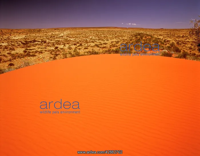 : Red sand dunes near Lake Disappointment : Red sand dunes near Lake Disappointment