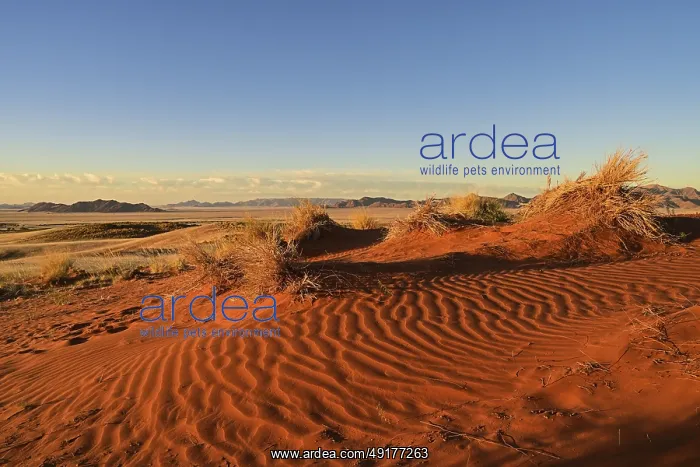 : The red sand of the Namib Desert glows in the evening light : The red sand of the Namib Desert glows in the evening light
