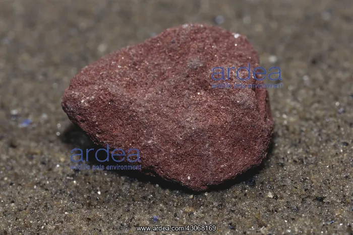 : Red Sandstone : Red Sandstone