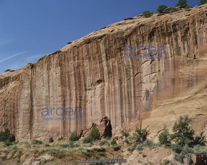 : Red Sandstone Cliff, Utah : Red Sandstone Cliff, Utah