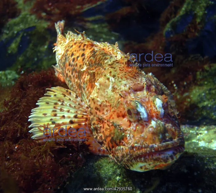 : Red Scorpionfish : Red Scorpionfish