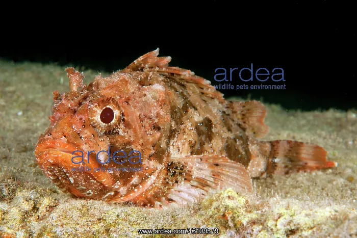 : Red scorpionfish (Scorpaena scrofa), Eastern Atlantic : Red scorpionfish (Scorpaena scrofa), Eastern Atlantic
