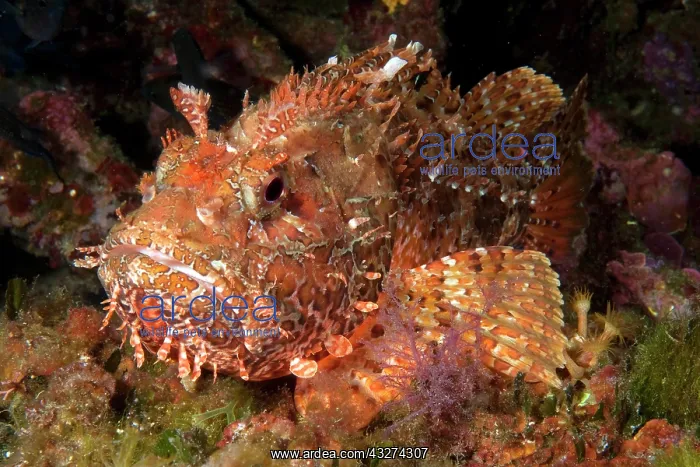 : Red scorpionfish (Scorpaena scrofa), Meersau, Elba : Red scorpionfish (Scorpaena scrofa), Meersau, Elba