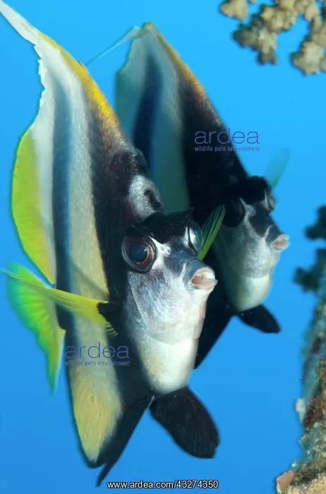  : Red sea bannerfish (Heniochus intermedius), butterflyfish