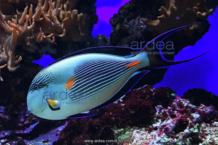 : Red sea clown surgeon (Acanthurus sohal), endemi : Red sea clown surgeon (Acanthurus sohal), endemi