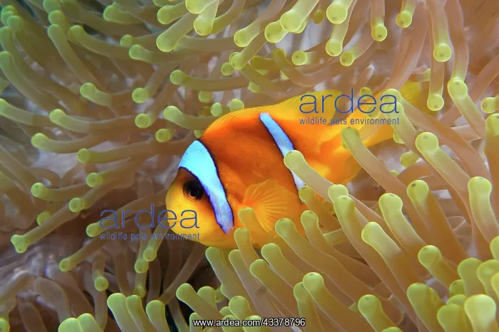 : A red sea clownfish (Amphiprion bicinctus) in its : A red sea clownfish (Amphiprion bicinctus) in its