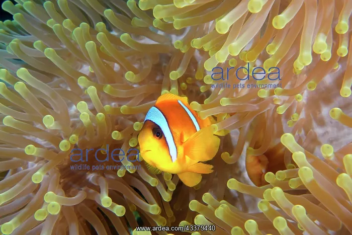 : A red sea clownfish (Amphiprion bicinctus) in its : A red sea clownfish (Amphiprion bicinctus) in its