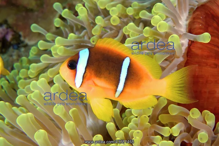 : A red sea clownfish (Amphiprion bicinctus) in its : A red sea clownfish (Amphiprion bicinctus) in its