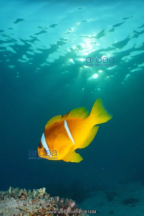 : Red sea clownfish (Amphiprion bicinctus) in the : Red sea clownfish (Amphiprion bicinctus) in the