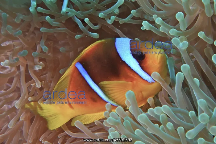 : Red sea clownfish (Amphiprion bicinctus) in its : Red sea clownfish (Amphiprion bicinctus) in its