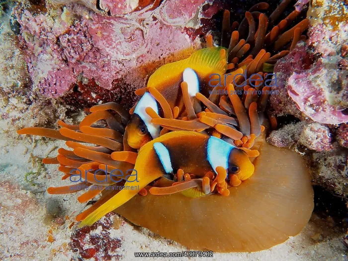 : Two red sea clownfishes (Amphiprion bicinctus) inhabit : Two red sea clownfishes (Amphiprion bicinctus) inhabit