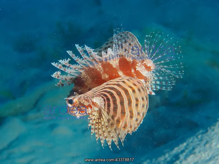 : Red Sea Dwarf Lionfish (Dendrochirus hemprichi) : Red Sea Dwarf Lionfish (Dendrochirus hemprichi)