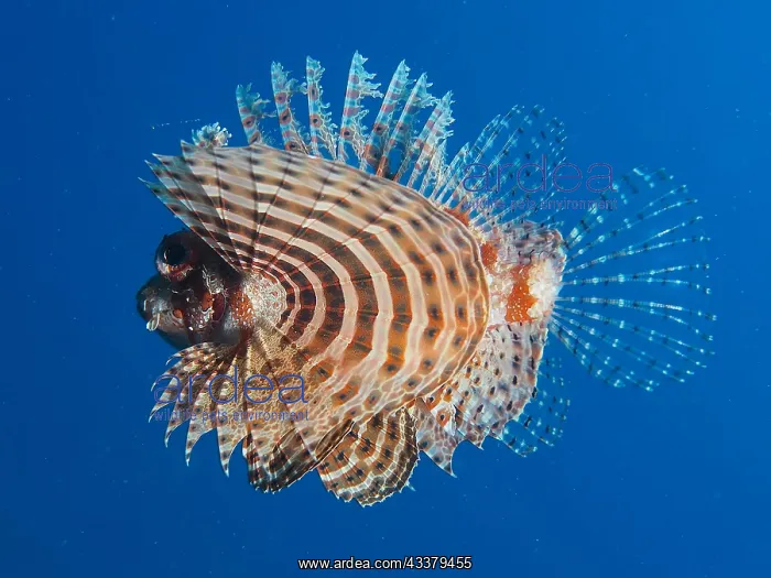  : Red Sea dwarf lionfish (Dendrochirus hemprichi)