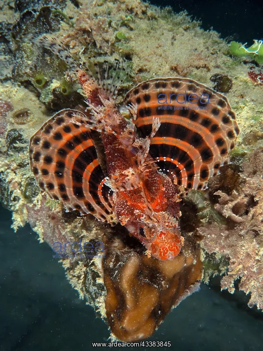 : Red Sea Dwarf Lionfish (Dendrochirus hemprichi) : Red Sea Dwarf Lionfish (Dendrochirus hemprichi)