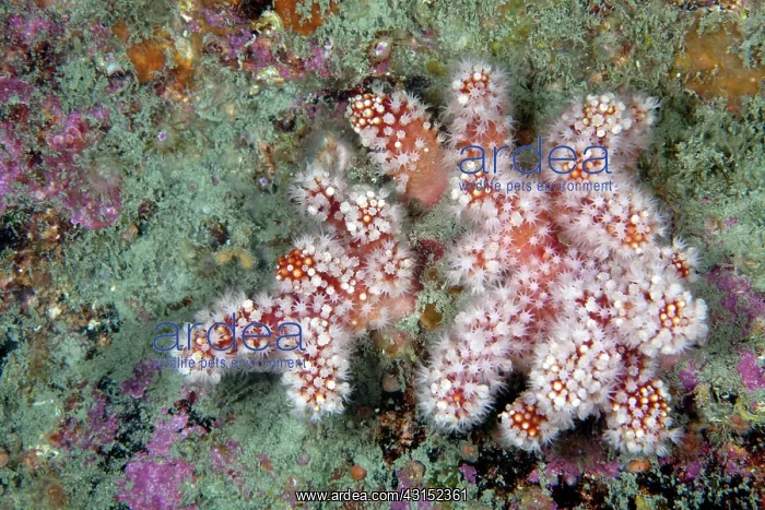 : Red Sea Fingers : Red Sea Fingers