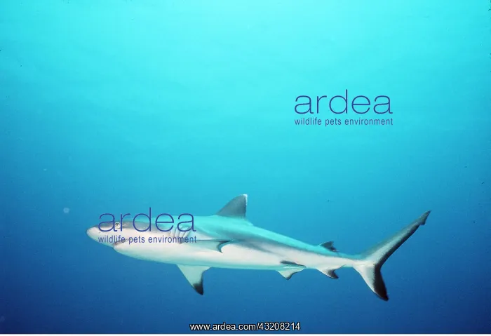 : RED SEA GREY REEF SHARK : RED SEA GREY REEF SHARK