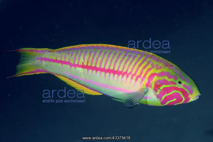 : Red Sea junker (Thalassoma rueppellii) against a : Red Sea junker (Thalassoma rueppellii) against a