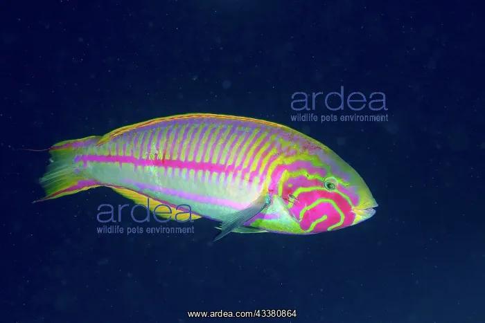 : Red Sea junker (Thalassoma rueppellii) in front : Red Sea junker (Thalassoma rueppellii) in front
