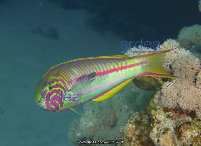 : Red Sea Junker (Thalassoma rueppellii), Dive Site : Red Sea Junker (Thalassoma rueppellii), Dive Site