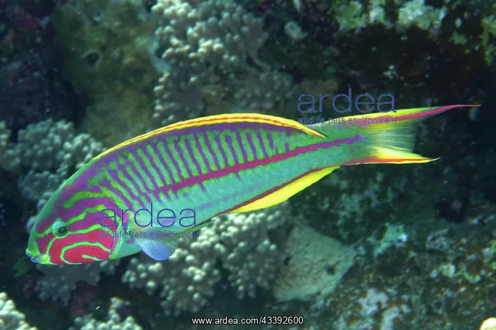 : Red Sea Junker (Thalassoma rueppellii), Dive Site : Red Sea Junker (Thalassoma rueppellii), Dive Site