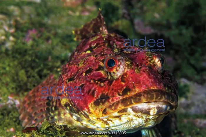  : Red sea raven (Hemitripterus americanus), Nova Scotia