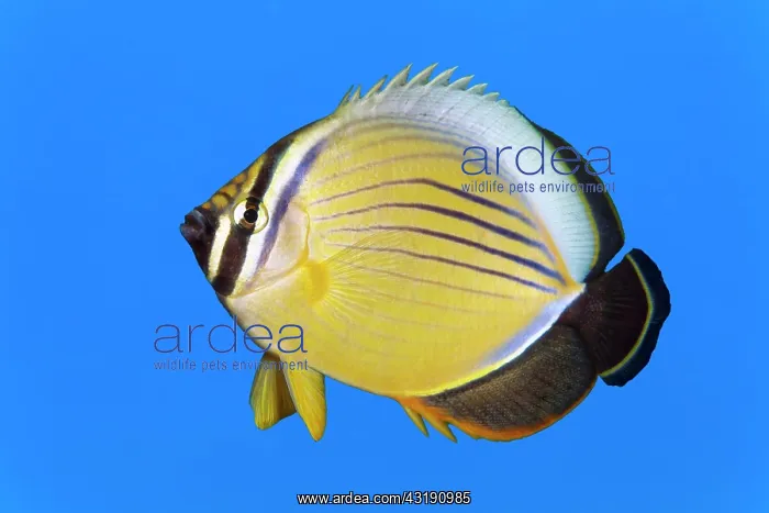 : Red Sea Ripple Striped blacktail butterflyfish (Chaetodon : Red Sea Ripple Striped blacktail butterflyfish (Chaetodon