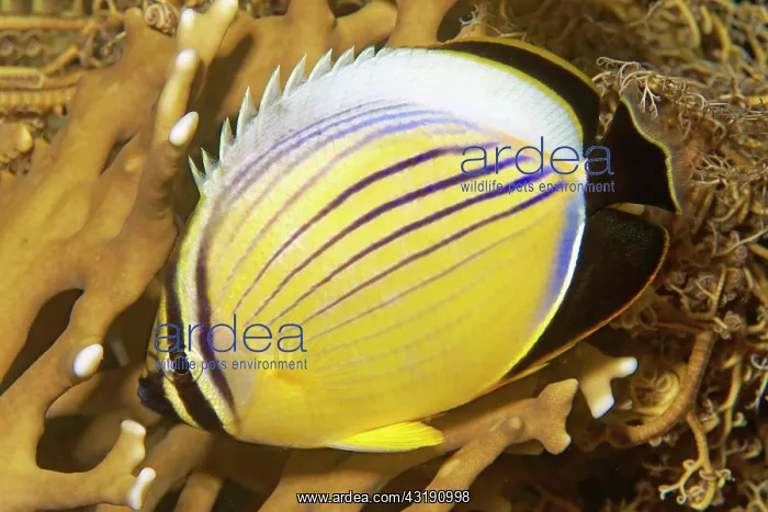 : Red Sea Ripple Striped blacktail butterflyfish (Chaetodon : Red Sea Ripple Striped blacktail butterflyfish (Chaetodon