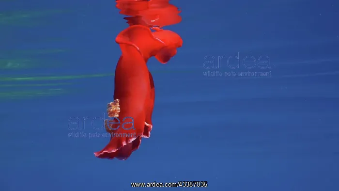 : Red Sea Slug swims in blue sea reflected in wate : Red Sea Slug swims in blue sea reflected in wate