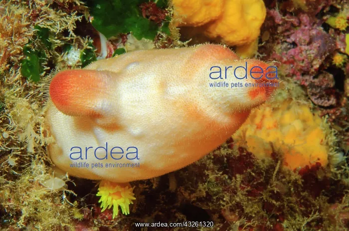 : Red sea squirt (Halocynthia papillosa), Mediterranean : Red sea squirt (Halocynthia papillosa), Mediterranean