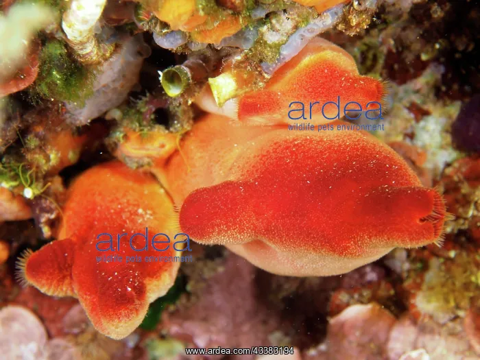 : Red sea squirt (Halocynthia papillosa). Dive site : Red sea squirt (Halocynthia papillosa). Dive site