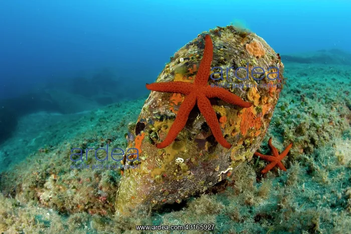 : Red sea star Echinaster sepositus on a pen shell Pinna Nobil : Red sea star Echinaster sepositus on a pen shell Pinna Nobil