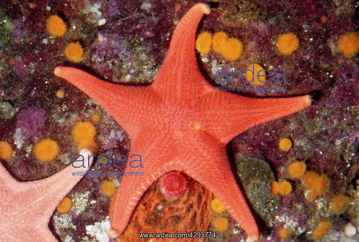 : Red Sea STAR fish : Red Sea STAR fish