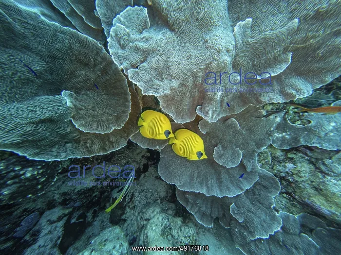 : Red Sea, underwater, scuba, coral reef : Red Sea, underwater, scuba, coral reef