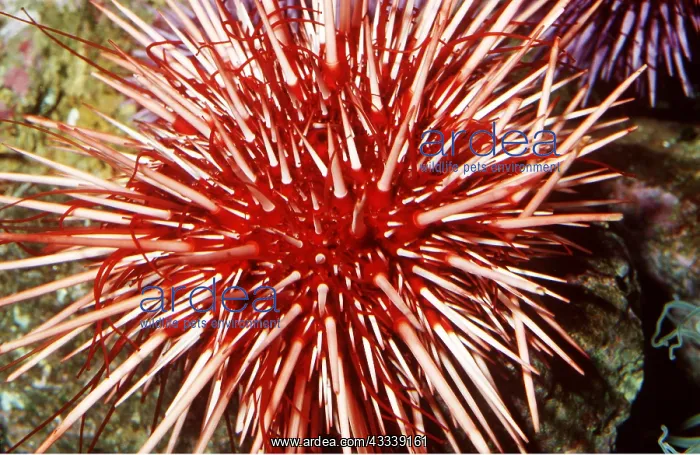 : RED SEA URCHIN : RED SEA URCHIN