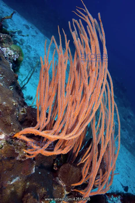: Red sea whips Ellisella sp. Deep Turbo dive site Gili Trawan : Red sea whips Ellisella sp. Deep Turbo dive site Gili Trawan
