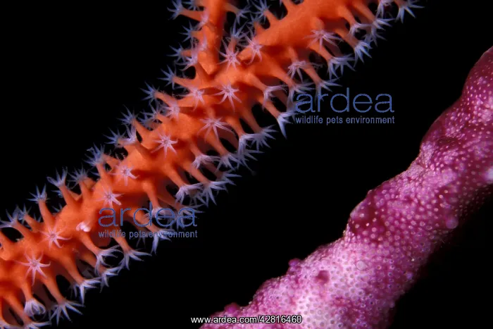 : Detail of red sea whips, Ellisella sp. and encrustating spon : Detail of red sea whips, Ellisella sp. and encrustating spon