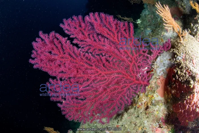 : Red seafan, Paramuricea clavata, Ischia Island, Italy, Tyrrh : Red seafan, Paramuricea clavata, Ischia Island, Italy, Tyrrh