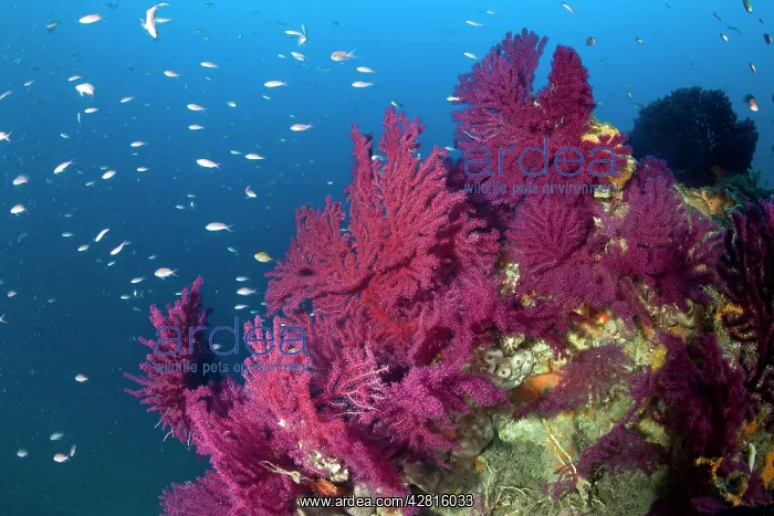 : Red seafan, Paramuricea clavata, Ischia Island, Italy, Tyrrh : Red seafan, Paramuricea clavata, Ischia Island, Italy, Tyrrh