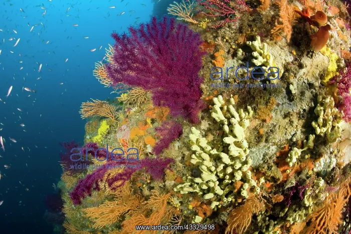 : Red seafan, Paramuricea clavata, yellow gorgonian, Eunicella : Red seafan, Paramuricea clavata, yellow gorgonian, Eunicella