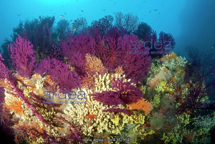 : Red seafan, Paramuricea clavata, yellow gorgonian, Eunicella : Red seafan, Paramuricea clavata, yellow gorgonian, Eunicella