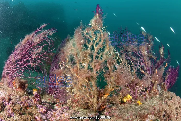 : Red seafan, Paramuricea clavata damaged from the high temper : Red seafan, Paramuricea clavata damaged from the high temper