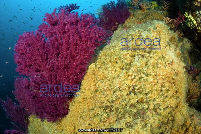 : Red seafan, Paramuricea clavata and Parazoanthus axinellae : Red seafan, Paramuricea clavata and Parazoanthus axinellae