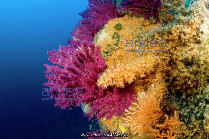 : Red seafan, Paramuricea clavata and Parazoanthus axinellae : Red seafan, Paramuricea clavata and Parazoanthus axinellae