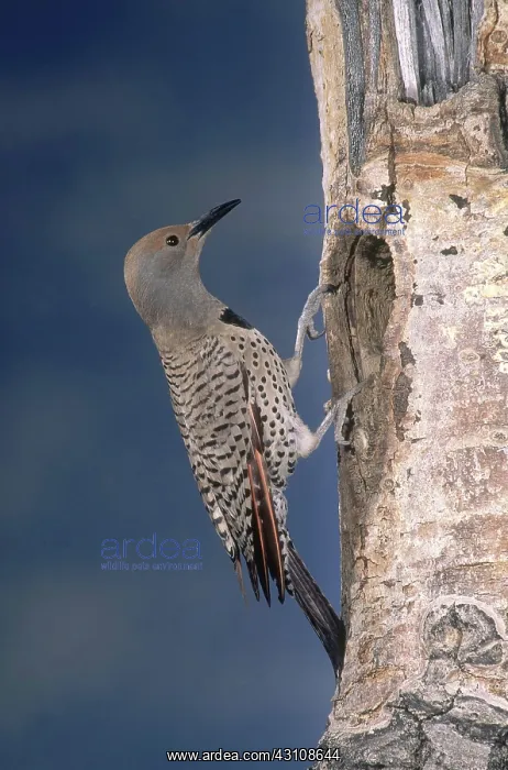 : Red-shafted Flicker : Red-shafted Flicker