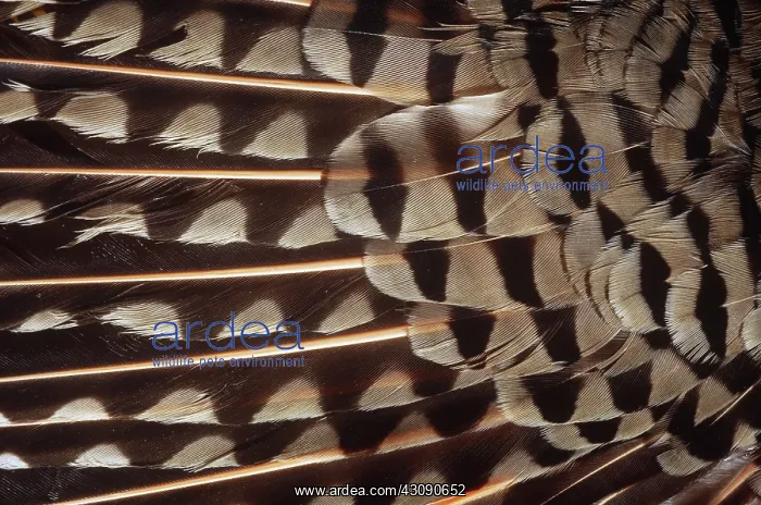 : Red-shafted Flicker Feathers : Red-shafted Flicker Feathers