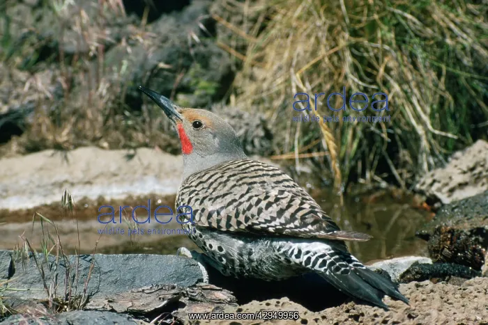 : Red-shafted Flicker - male : Red-shafted Flicker - male