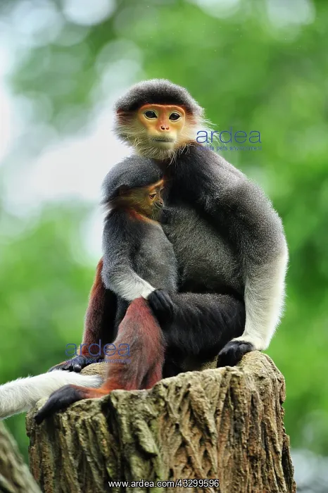 : Red-shanked Douc Langur - with baby - controlled : Red-shanked Douc Langur - with baby - controlled