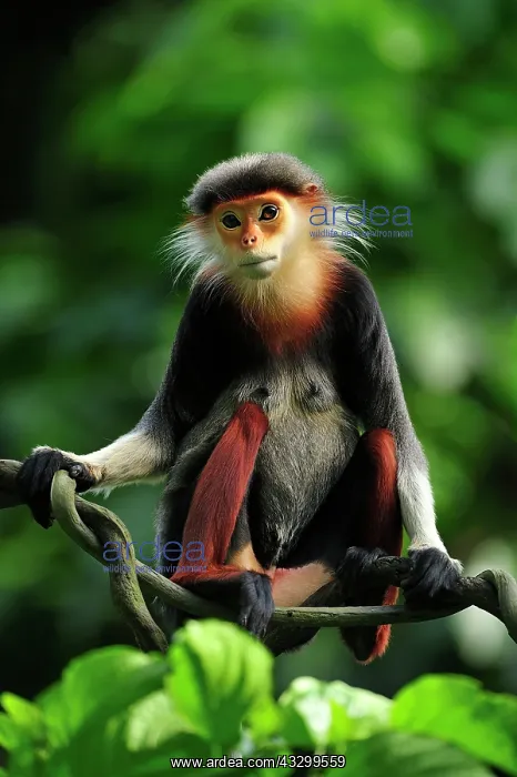 : Red-shanked Douc Langur - controlled conditions : Red-shanked Douc Langur - controlled conditions